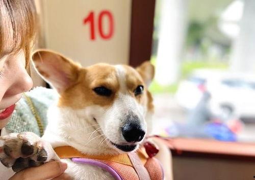 娱乐吃瓜爆料狗仔